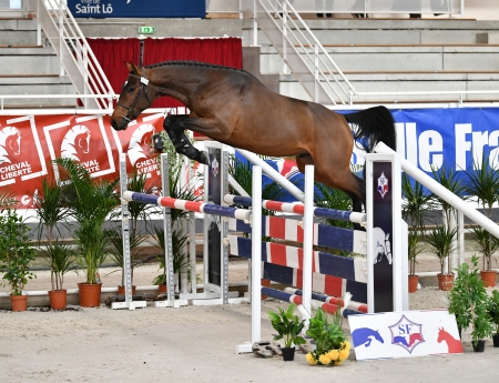 Iseo au concours qualificatif étalon de Saint-Lô, Nov 2020