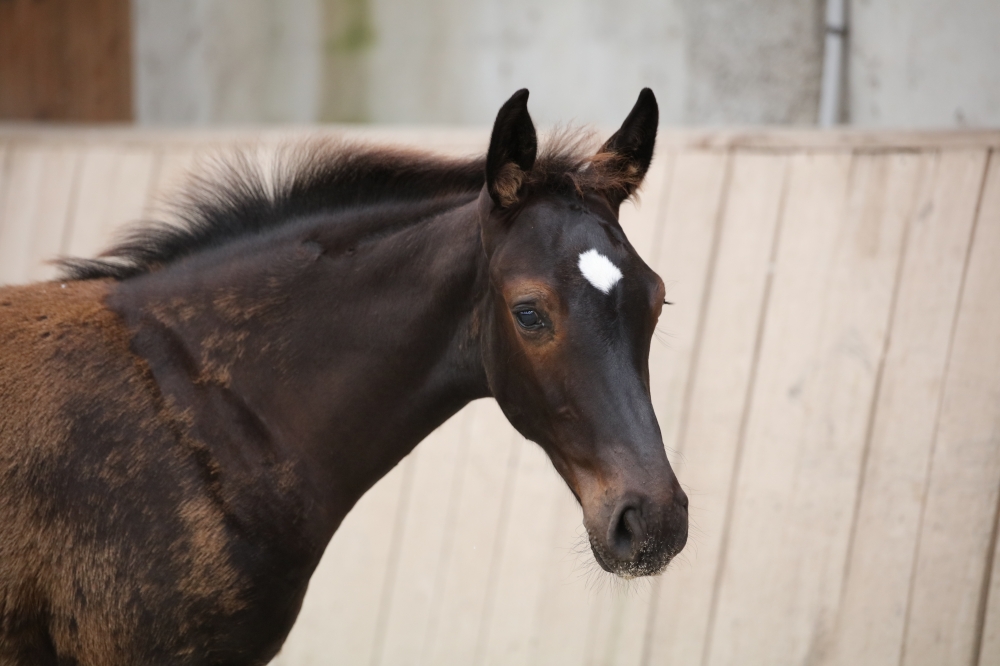 3 yo stallion tangelo x Lys de darmen sold 