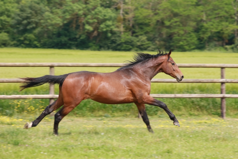 KANDERO, 2 ANS