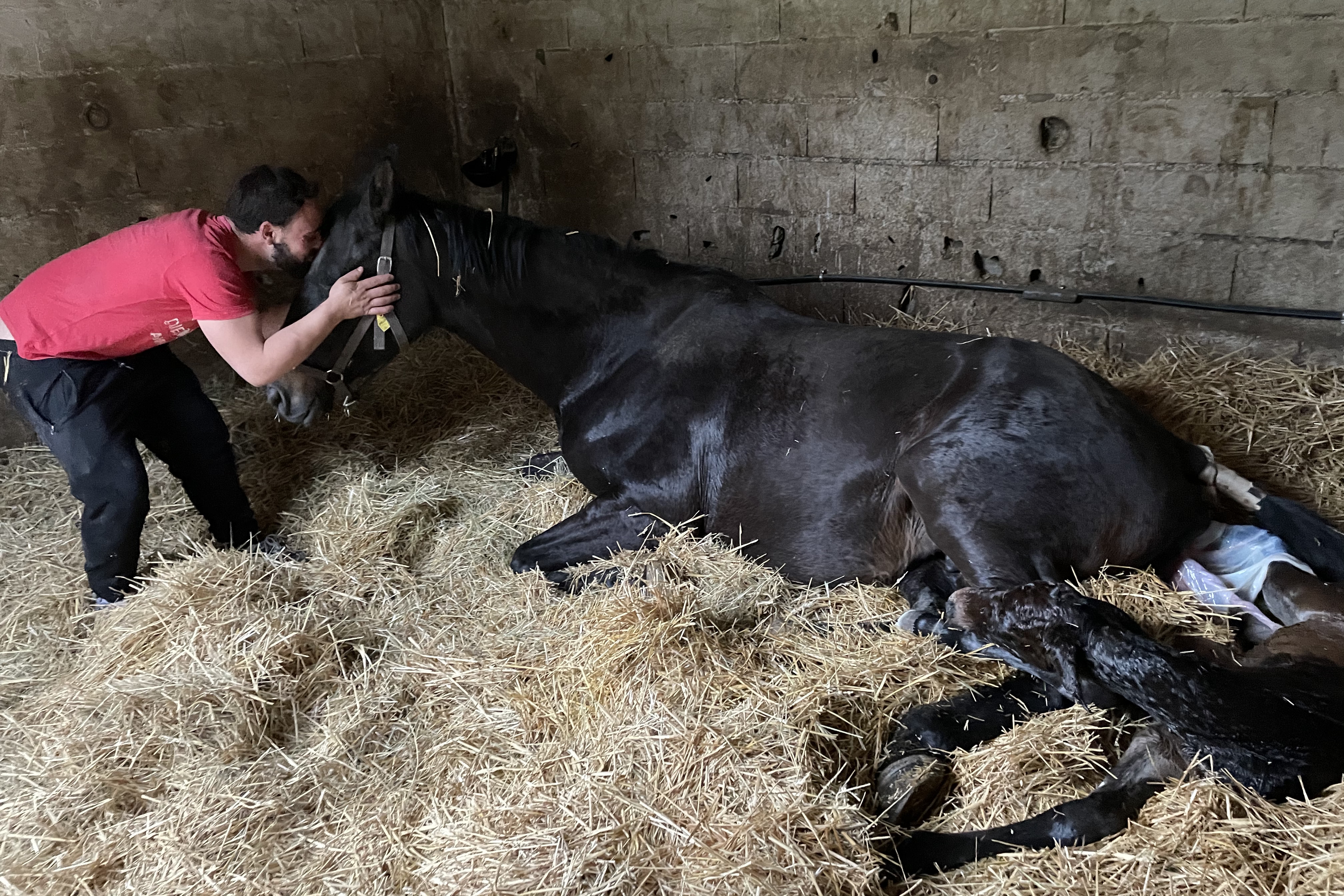 1ère fille de Cardento VDL née au haras