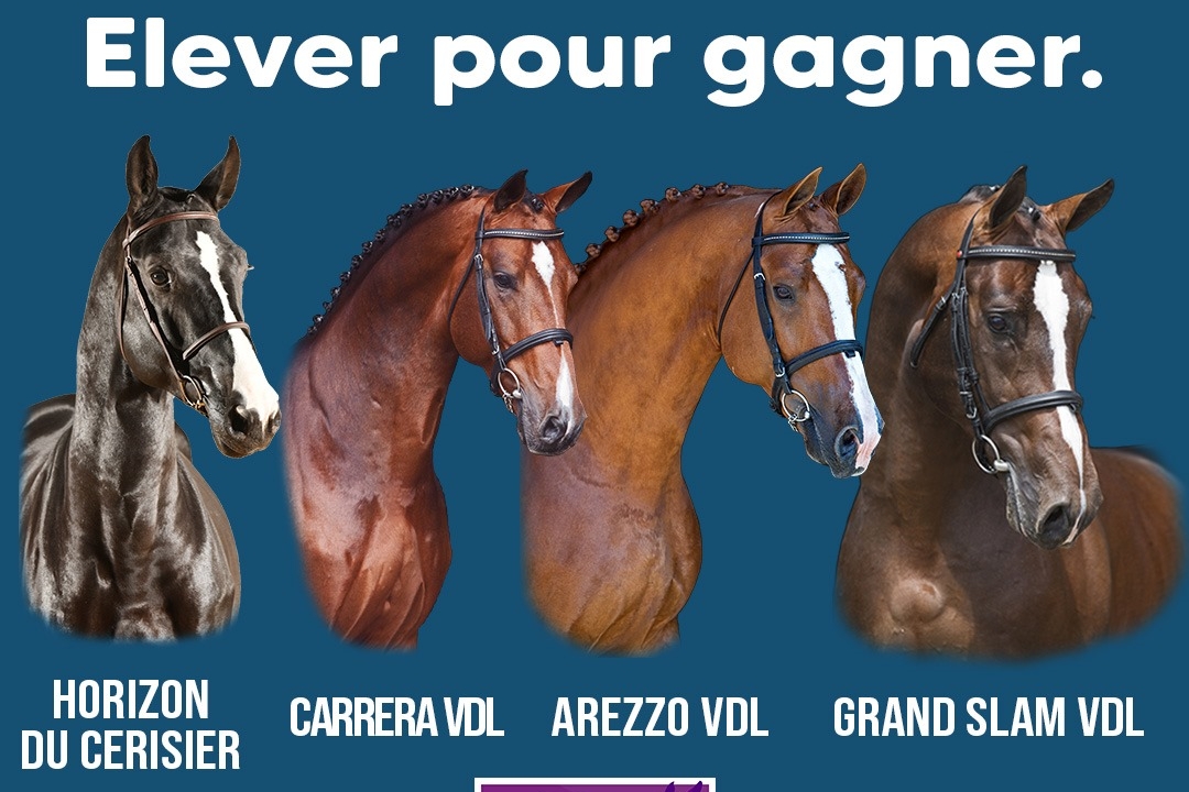 Championnat des foals 2023 à St-Lô