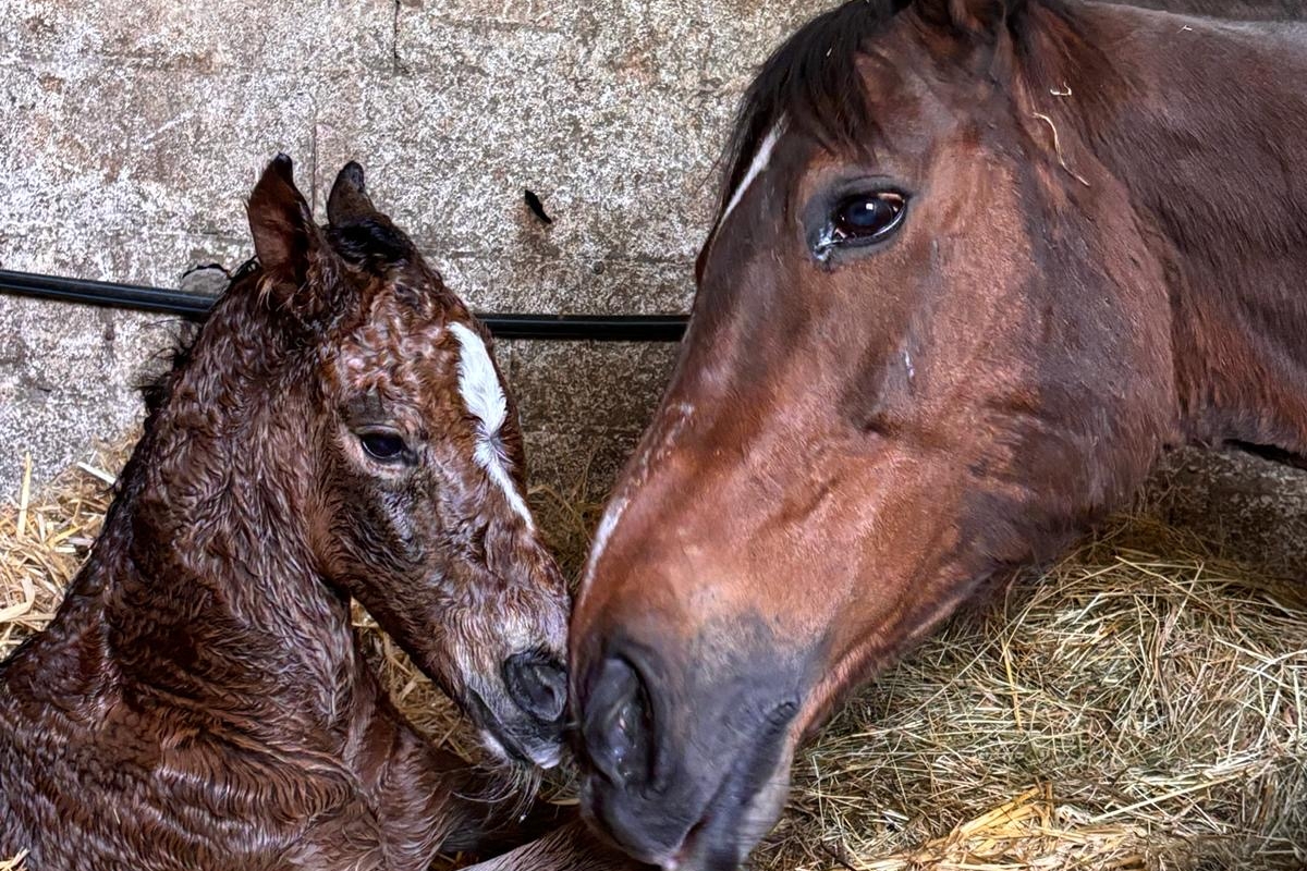 Nouvelle arrivée au haras !