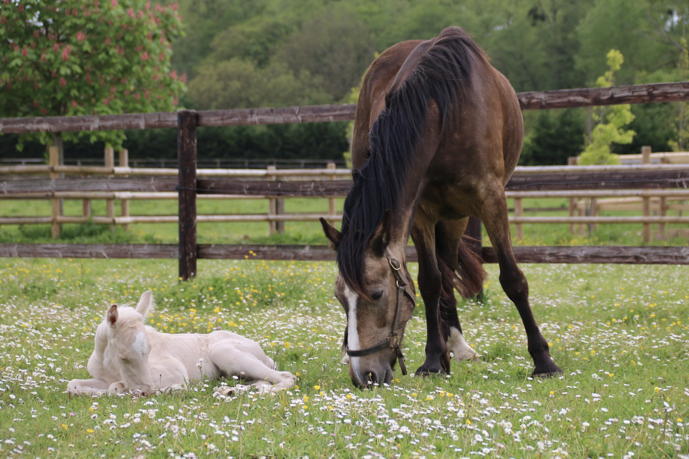 17ème arrivée au Haras !