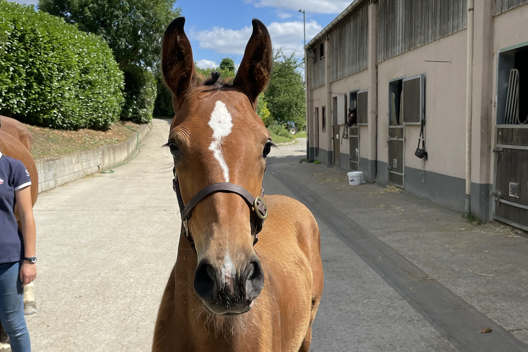 Fille de Carrera VDL, Only You Gravelotte, 1ère du concours foals !