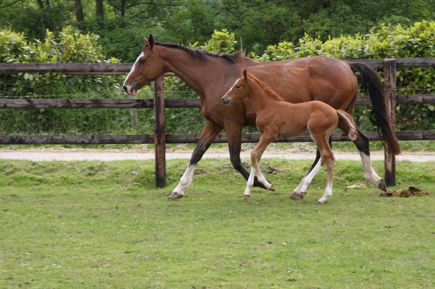 VENTE AUX ENCHÈRES DU CSI 4* DE AALST