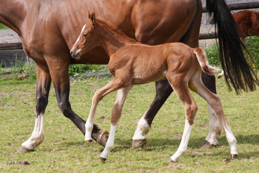 UNE FILLE DE LONDON EST NÉE AU HARAS !