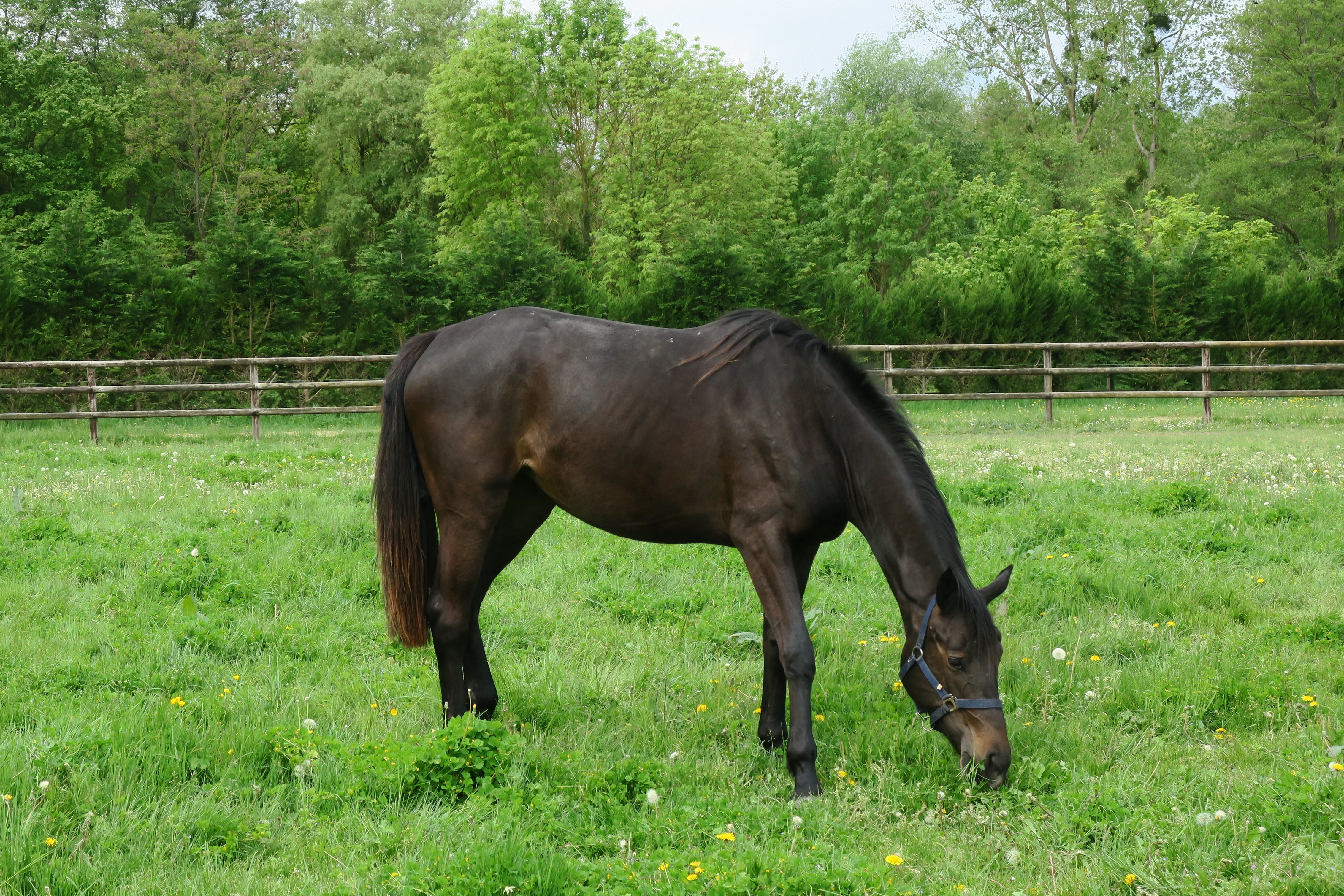 Gatchina Gravelotte, fille de Canturano qualifiée !